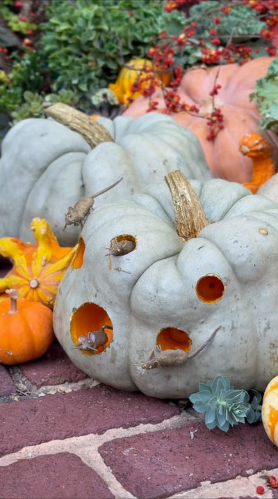 Adorable Mouse Pumpkin DIY