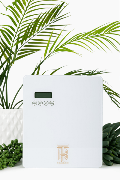 Thomas Blonde Diffusers Blondie Mini